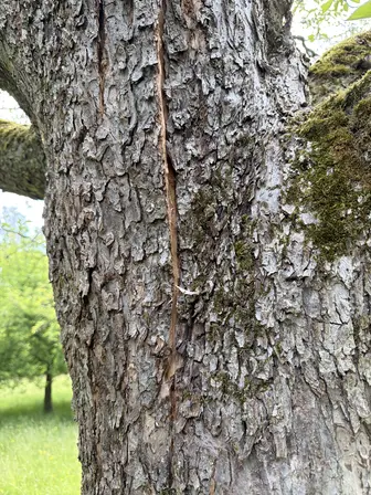 Foto treephoto-m0nvz7zkfd6hsh8wk8nrhj4t.jpeg