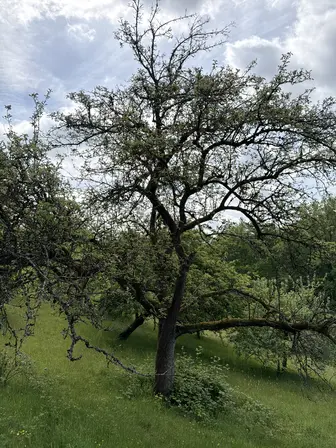 Foto treephoto-tbxrppyopopwzicjnkixx81d.jpeg