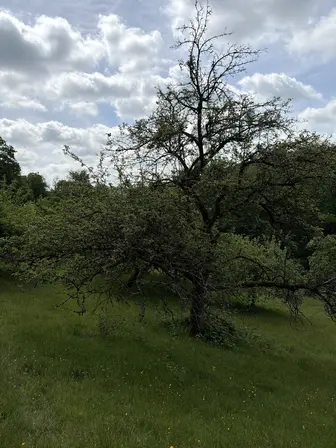 Foto treephoto-ukufw2f2nxjibkd337ebsypg.jpeg
