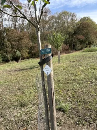 Foto treephoto-cm94bexnolubsav10aru28f9.jpeg