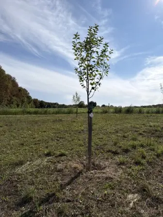Foto treephoto-fccpxv0dtu9r3hztkb6cdqcn.jpeg