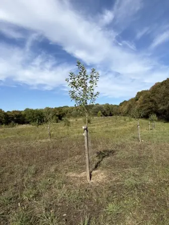 Foto treephoto-u2m4k7wn1676mtlbji5mdhef.jpeg