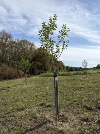 Foto treephoto-uo2lyhxpyqm8qyg8xnbq94dh.jpeg
