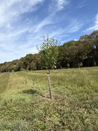 Foto treephoto-croplihva1zu1ofe33eajil1.jpeg
