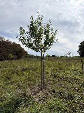 Foto treephoto-g64mr95uqa76evu2sn6o0td4.jpeg