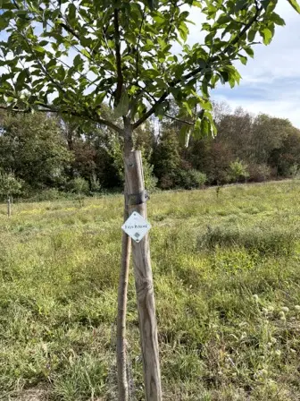 Foto treephoto-gruqgpdr1hgr3bq6vnampw64.jpeg