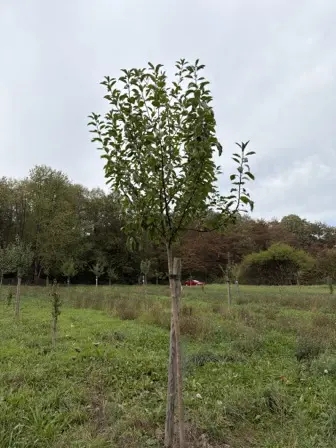 Foto treephoto-tjuolp6kqbr2b9iw4pbmc17u.jpeg