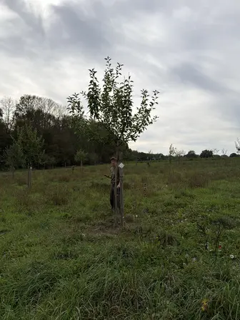Foto treephoto-w9uayjzqmwiz6wv9q9yvo8v6.jpeg