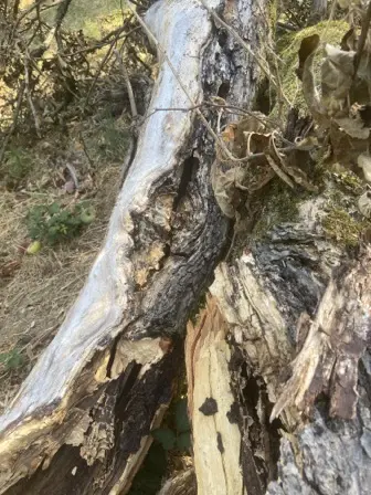 Foto treephoto-cqtgcz19c5056n4cxsphz0qz.jpeg