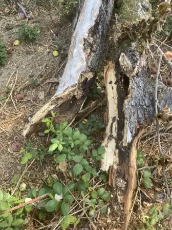 Foto treephoto-d0coue7ial5ulbq9okg3784f.jpeg