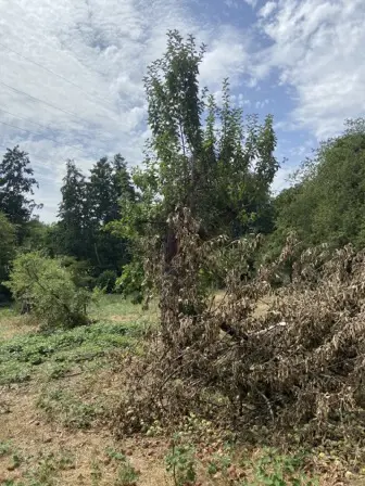 Foto treephoto-ep3ueczd4u6ldeo0et7zdcqi.jpeg