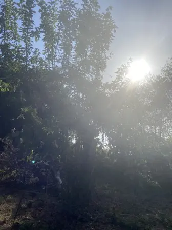 Foto treephoto-f0q0cefha8rtjw7t8vtic8h9.jpeg
