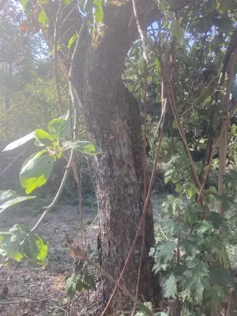 Foto treephoto-f5xvfkn0ajt9s21kokx1sfqc.jpeg