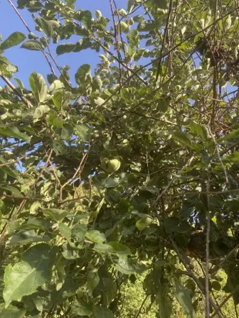 Foto treephoto-h6cylh4wyozpi25bjov7ut8f.jpeg