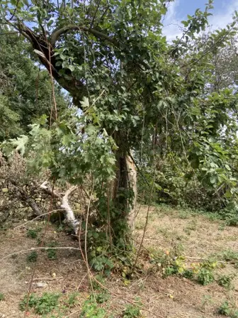 Foto treephoto-jc9xfkspfplr1a1xjcgieq46.jpeg