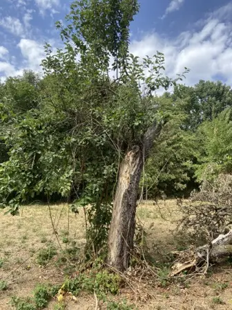 Foto treephoto-jtid2fulchh9r5emgac0mhkf.jpeg