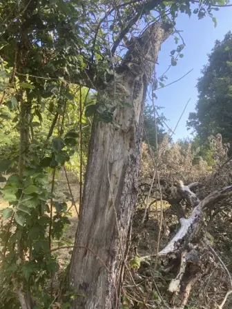 Foto treephoto-klurcq7ippga8mjm1tatx8o2.jpeg