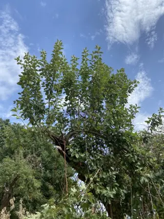 Foto treephoto-lws8tgsnb2qs9pfgemxnjl89.jpeg