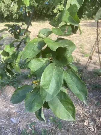 Foto treephoto-pzxeoe3cp5ixub2py84ozrtn.jpeg