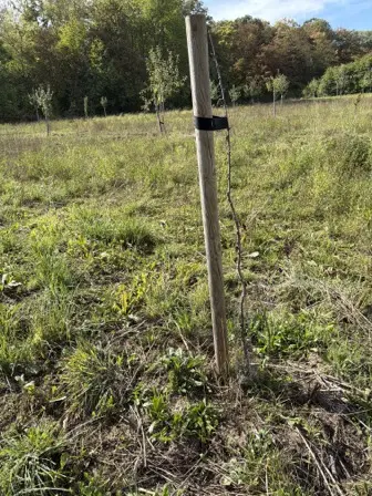 Foto treephoto-c1p7tcq6zc0dmkfbbc4dsr3s.jpeg