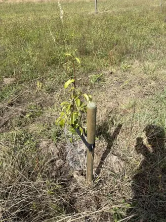 Foto treephoto-f4k1htr1emkv3srasneywzrg.jpeg