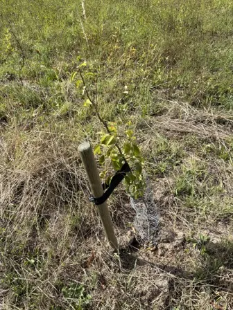 Foto treephoto-v07r0qhjsxtgfjj5uf1hpac8.jpeg