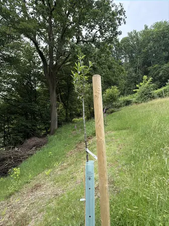 Foto treephoto-a14zfphlif4rb5s07elbdl7t.jpeg