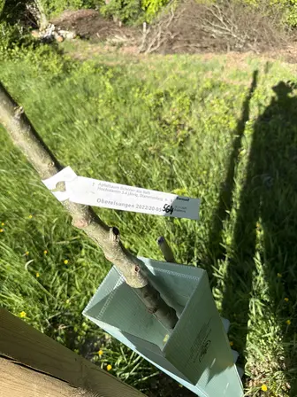 Foto treephoto-lavvute8zwey7xanthz6phyo.jpeg