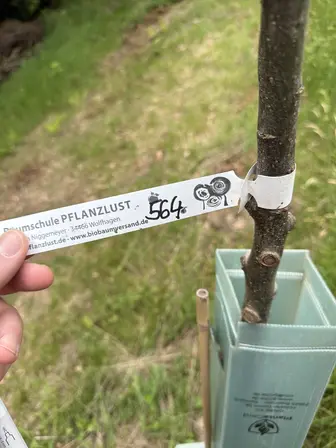 Foto treephoto-nvz1j31oyhclo86zlczeqz84.jpeg