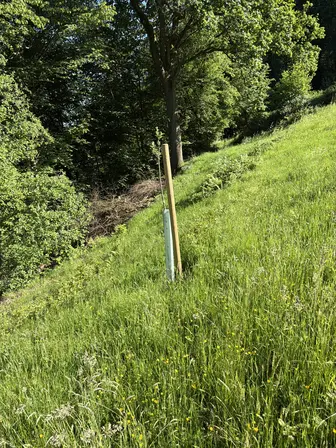 Foto treephoto-y6nrswsp5m7kfeteyv3g7lut.jpeg