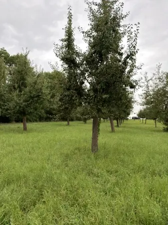Foto treephoto-liuqn7yt1dmgsnk1419zgosi.jpeg