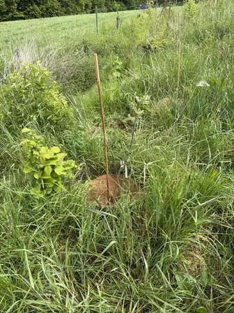 Foto treephoto-b77ojdic6y7on5qwgs5jfv0r.jpeg