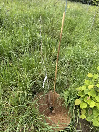Foto treephoto-kbbc3qclvyb7fufttf6hbeid.jpeg