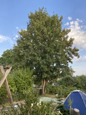 Foto treephoto-pv8z9tylq0filc5o4haihk0e.jpeg