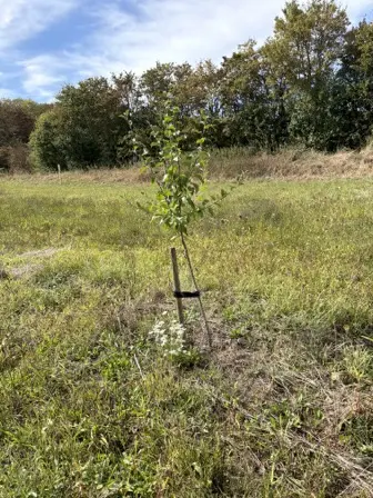 Foto treephoto-lcxau5aiq5q375nwmlk0rrz9.jpeg