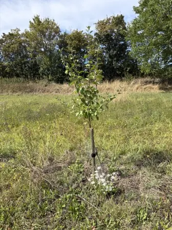 Foto treephoto-thi2a22eoixmqmby6bm2gwcj.jpeg