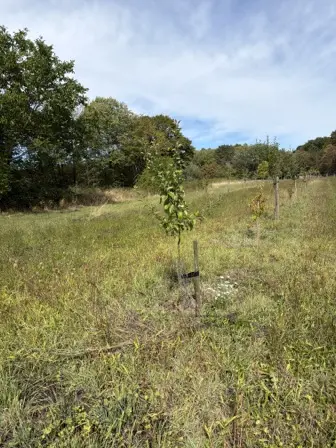 Foto treephoto-y6h3yjl9dvz8jjpcqg1bumns.jpeg