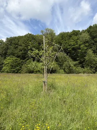 Foto treephoto-pbyucdhszqxlo5qy8rbz2pbq.jpeg