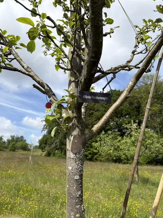 Foto treephoto-s1sj5ygbyii9btdo2vq2zcbp.jpeg