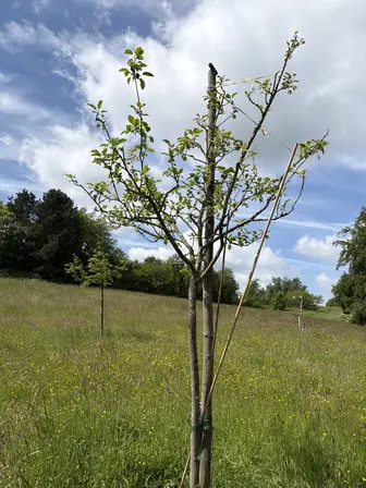 Foto treephoto-uvs7jn62n6gqkt39rajlj0ci.jpeg