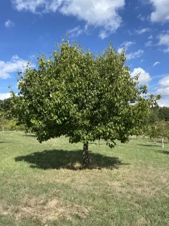 Foto treephoto-egw2su0ev8mei89ms3p6l3np.jpeg