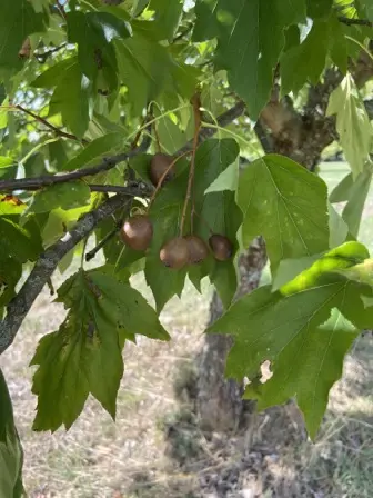 Foto treephoto-r8yxqevfg0iw1ugfx0lenu4m.jpeg