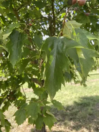 Foto treephoto-uri7qbeqbai7u8f5tm34qzft.jpeg