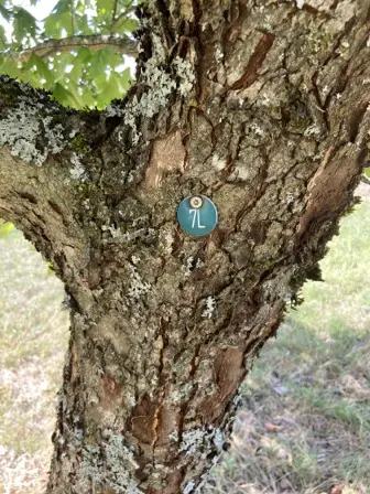 Foto treephoto-vue44mfn7aoyvj29p3re2ems.jpeg