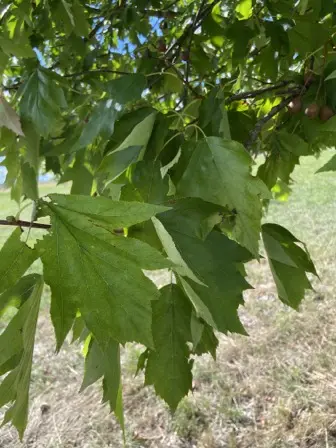 Foto treephoto-w3pu6o081al1xtzo545ksgta.jpeg