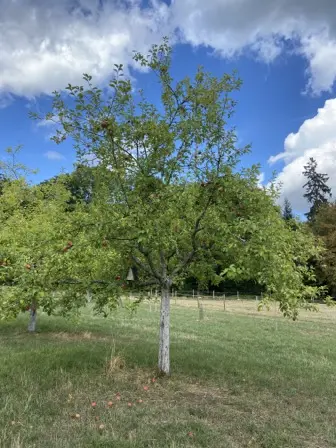 Foto treephoto-ac4d85kv6x44jueie76ie9e5.jpeg