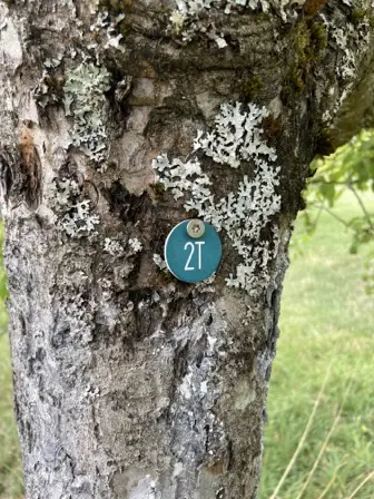Foto treephoto-hiaweneam5d45ff9dz2aoktf.jpeg