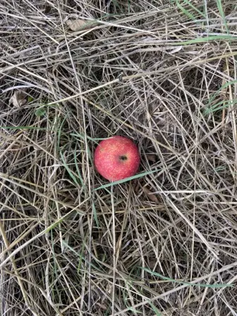 Foto treephoto-n7tk8yb9sbfu4ro6y76m2bt7.jpeg