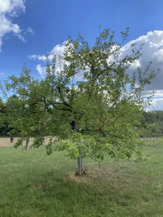 Foto treephoto-puby3olkzomni16r9x7uy6qm.jpeg