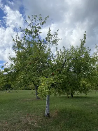 Foto treephoto-uexqw4mw1rbrjubedvv1c4fy.jpeg